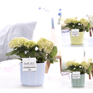 Hydrangea white in P&PURE Floor ceramics ass.3