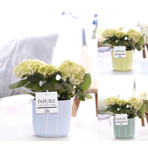 Hydrangea white in P&PURE Floor ceramics ass.3