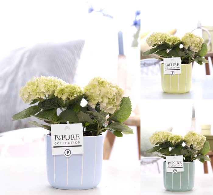 <h4>Hydrangea white in P&PURE Floor ceramics ass.3</h4>
