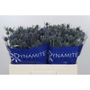 Eryngium Blue Dynamite