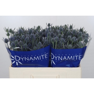 Eryngium Blue Dynamite