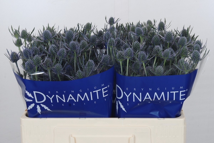 Eryngium Blue Dynamite