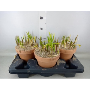 Fritillaria meleagris