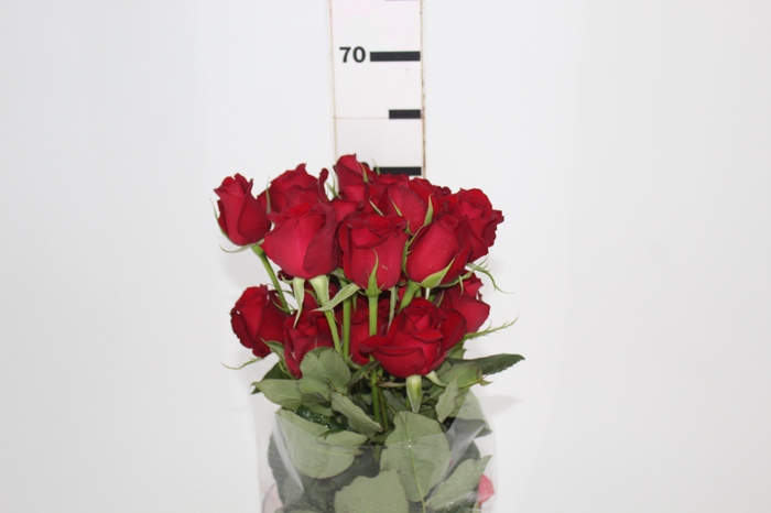 <h4>ROSA SAMOURAI 060 CM ESTUFA</h4>