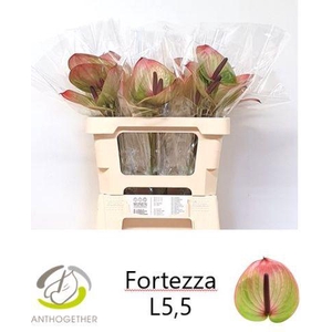 Anth A Fortezza