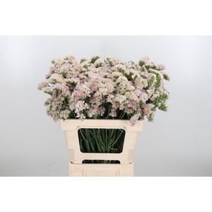 Lim S Apri Sun Birds