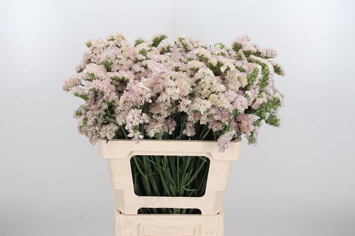 <h4>Lim S Apri Sun Birds</h4>