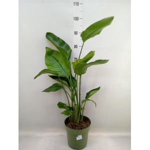 Strelitzia nicolai