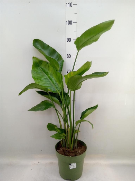 <h4>Strelitzia nicolai</h4>
