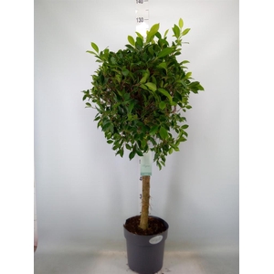 Ficus   ...