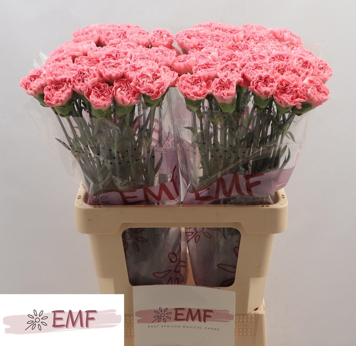 <h4>DI ST TRUE LOVE</h4>