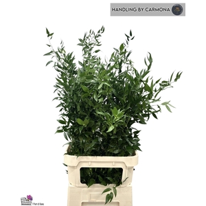 Ruscus racemosa per bos