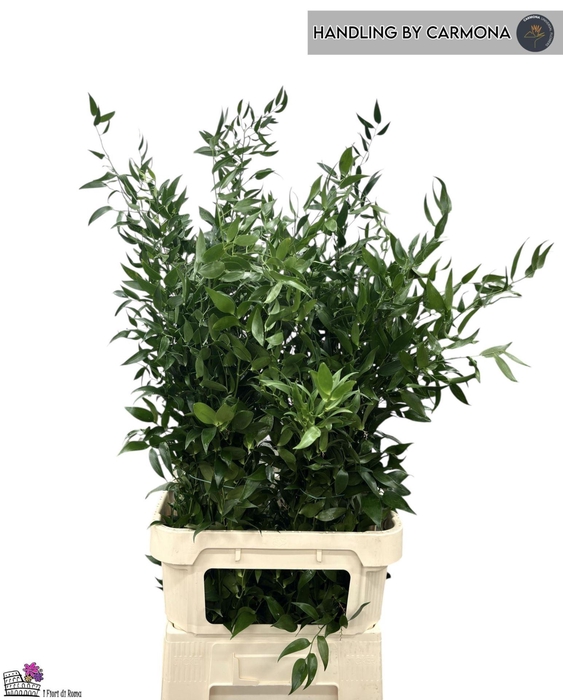 <h4>Ruscus racemosa per bos</h4>