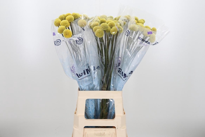 <h4>Craspedia Paint Pop</h4>