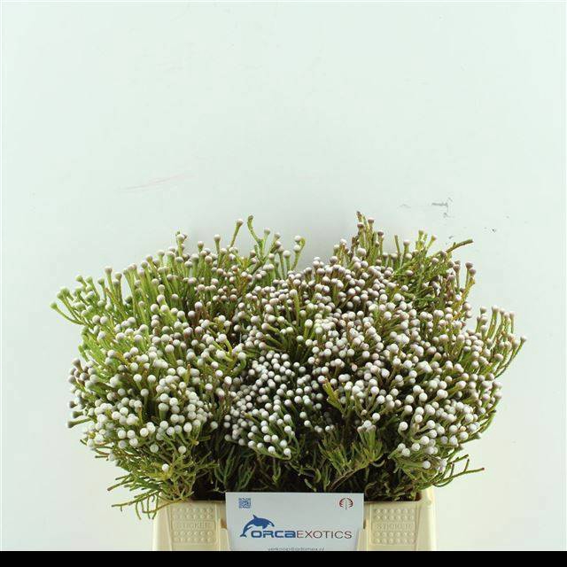 <h4>BRUN NODULIFLORA</h4>