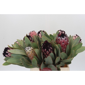 Protea African Didi