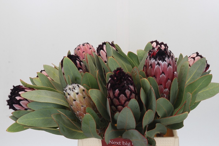 <h4>Protea African Didi</h4>