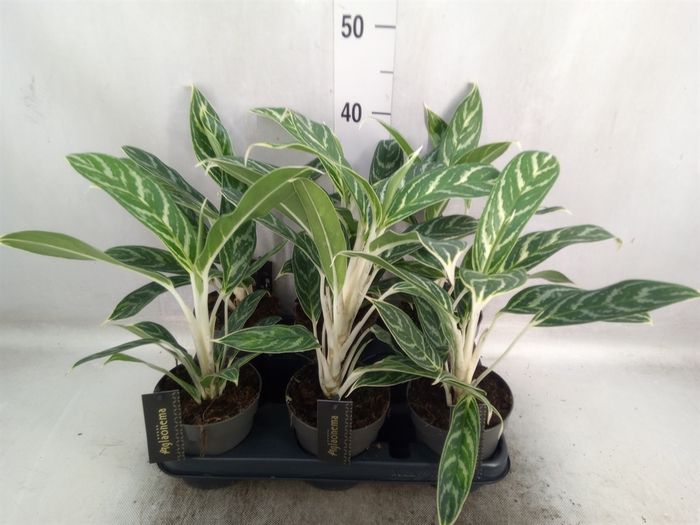 Aglaonema  'Ivy Green'