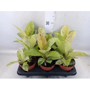 Ficus elastica   ...