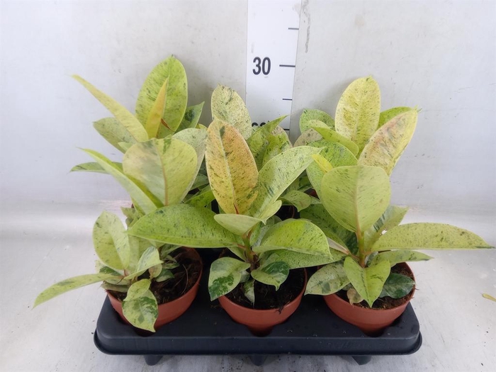 <h4>Ficus elastica ...</h4>