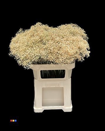 <h4>Gyps Million Star Apricot</h4>