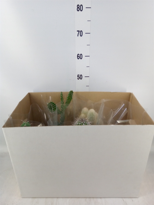 <h4>Cactus   ...mix</h4>