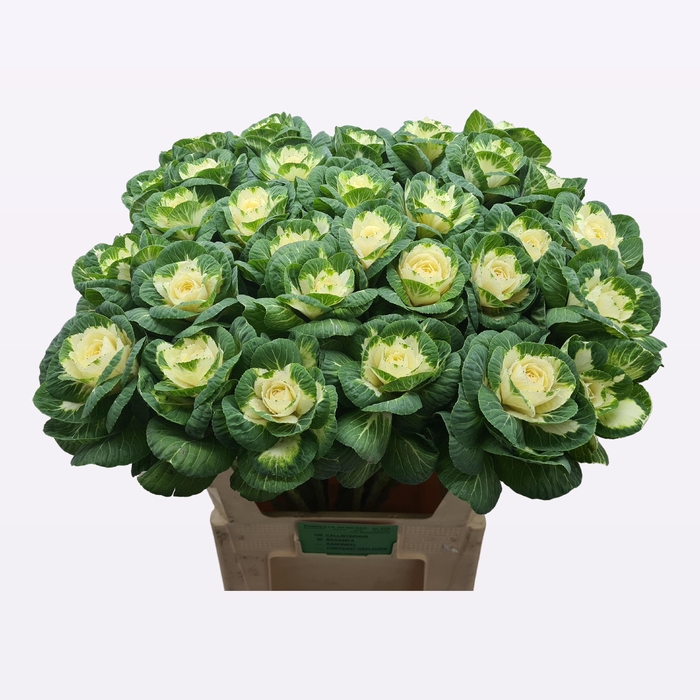 BRASS EMPIRE ALEXAND