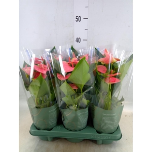 Anthurium  'Karma Pink'