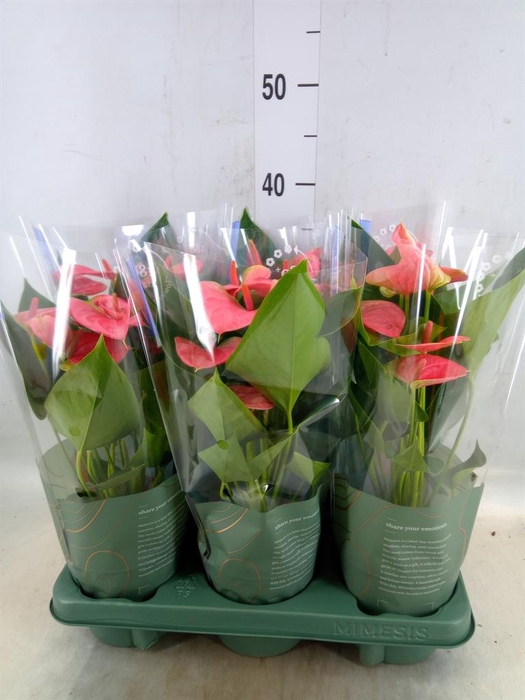 <h4>Anthurium  'Karma Pink'</h4>