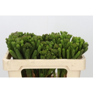 Kaaps Groen Albigreen
