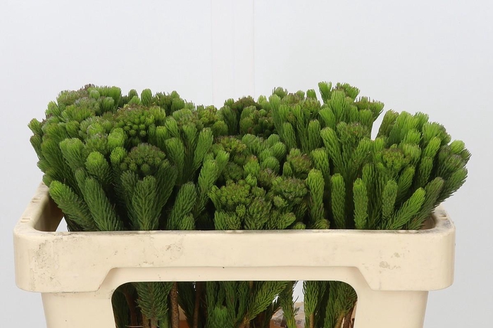 <h4>Kaaps Groen Albigreen</h4>