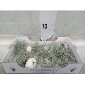 Arr.  Tillandsia L%