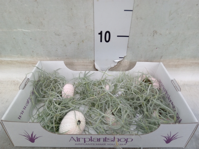 <h4>Arr.  Tillandsia L%</h4>