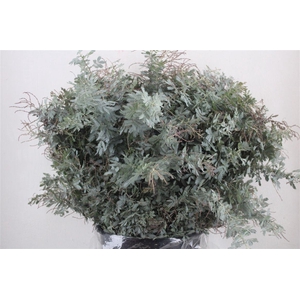 Mimosa Baleana P Bunch