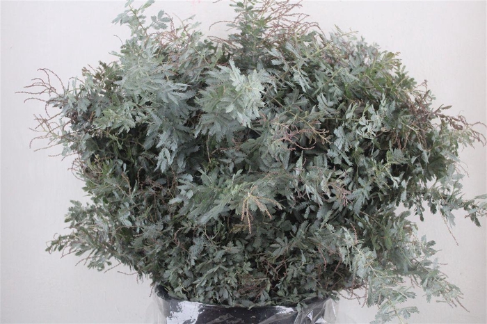<h4>Mimosa Baleana P Bunch</h4>