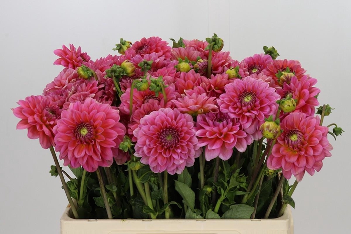 <h4>Dahlia Pink Runner</h4>