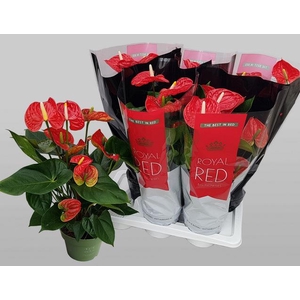 Anthurium Madural 17Ø 60cm 6fl