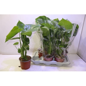 arr8 Monstera Deliciosa