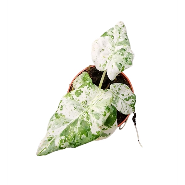 <h4>Alocasia Odora Batik Vatiegata</h4>