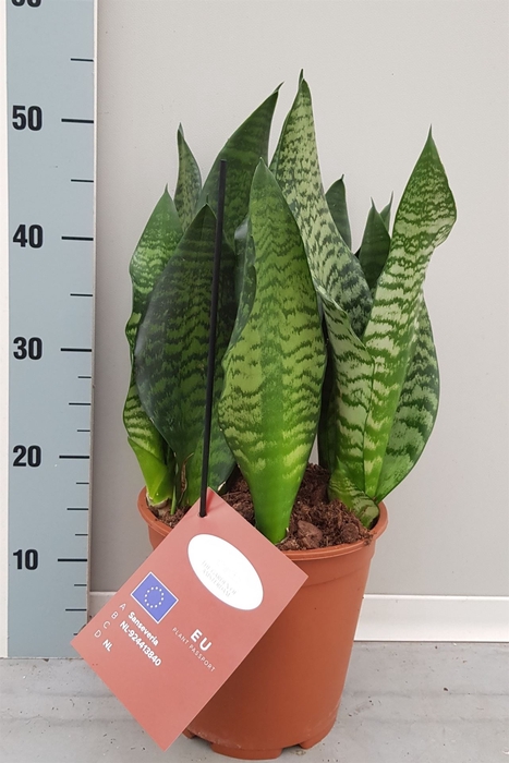 <h4>Sansevieria trifa. 'Black Coral'</h4>