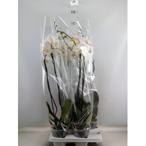 Phalaenopsis   ...white