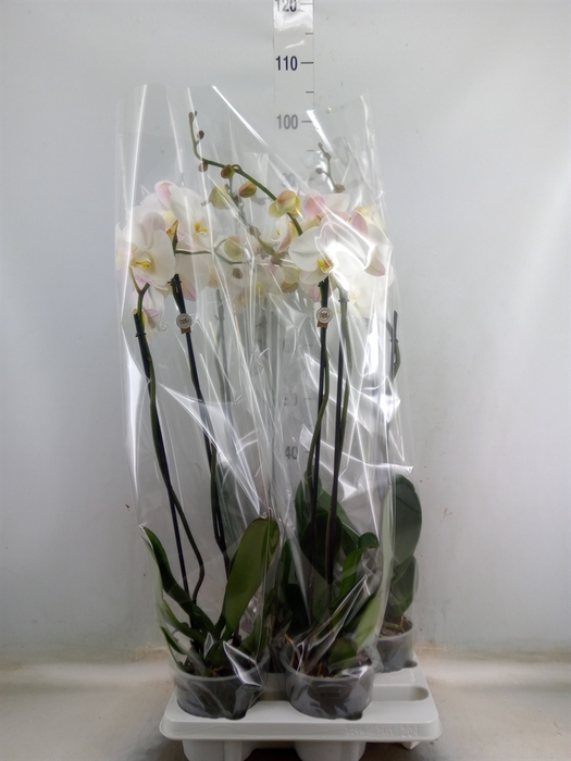 <h4>Phalaenopsis   ...white</h4>