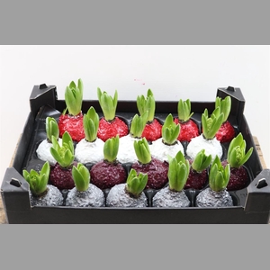 Wax Hyacinth Korrel Mix