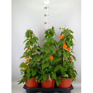 Thunbergia  'Suzie Orange wEye'