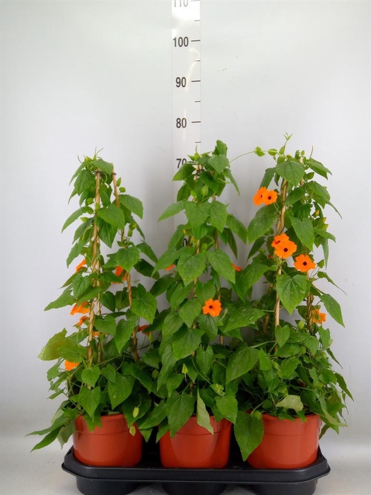 <h4>Thunbergia  'Suzie Orange wEye'</h4>