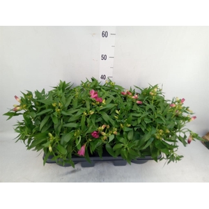 Alstroemeria  'Colorita Pink'