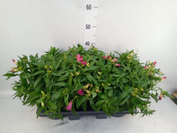 <h4>Alstroemeria  'Colorita Pink'</h4>