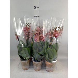 Phalaenopsis   ...orange