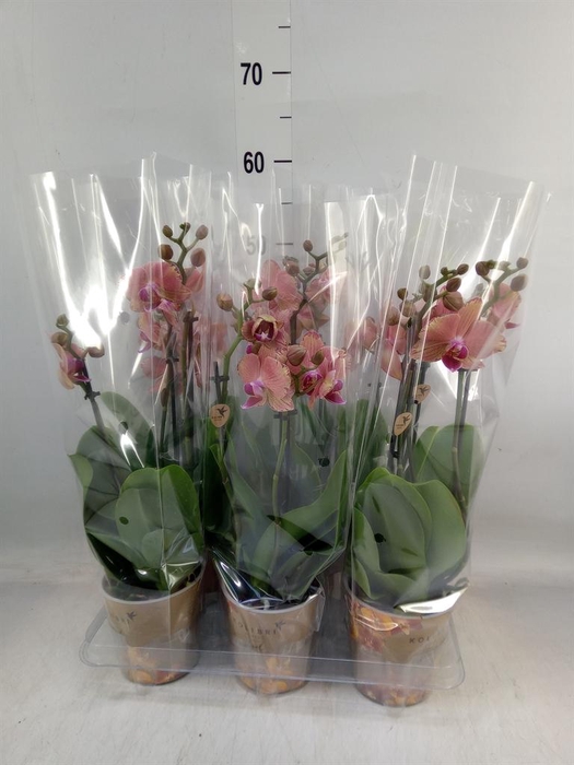 <h4>Phalaenopsis   ...orange</h4>