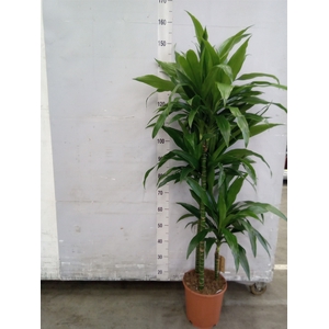 Dracaena frag. 'Janet Craig'